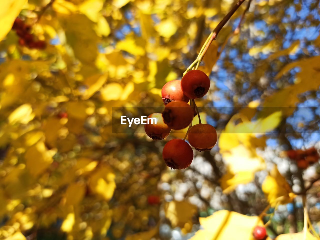 CLOSE-UP OF APPLES ON TREE