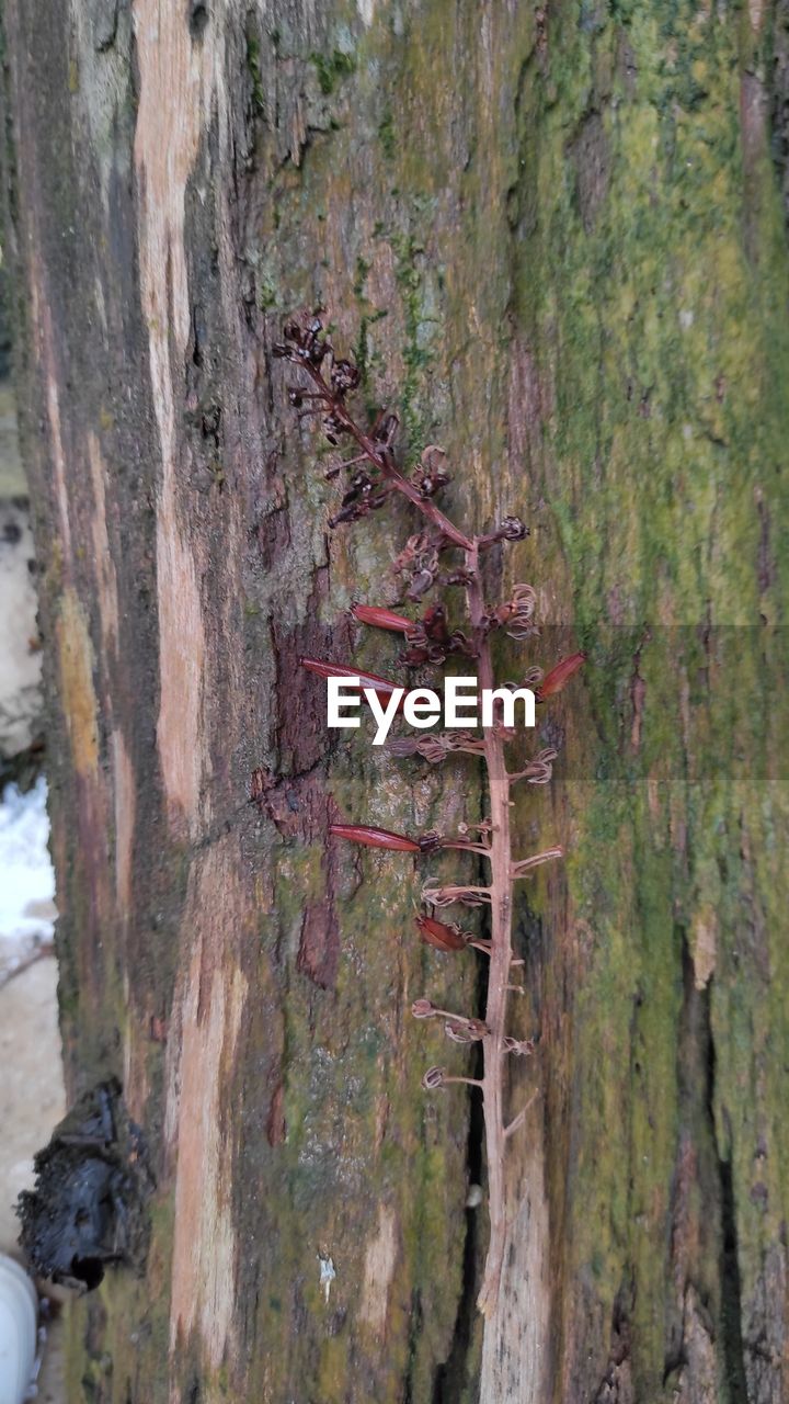 CLOSE-UP OF GRASSHOPPER ON TREE TRUNK