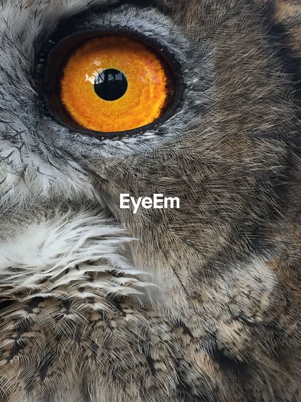 Close-up portrait of owl