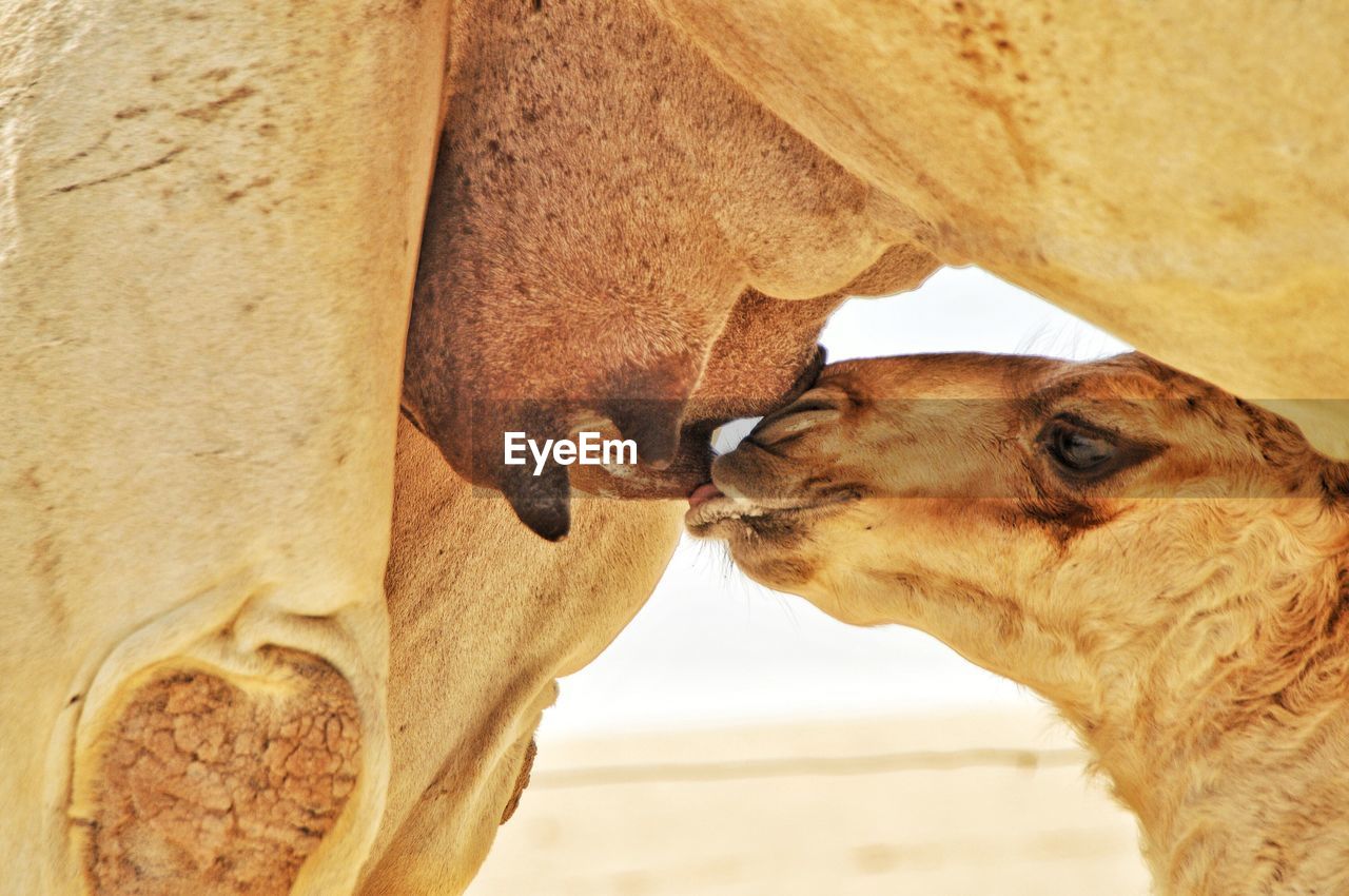 Close-up of a baby camel drinking milk from his mother