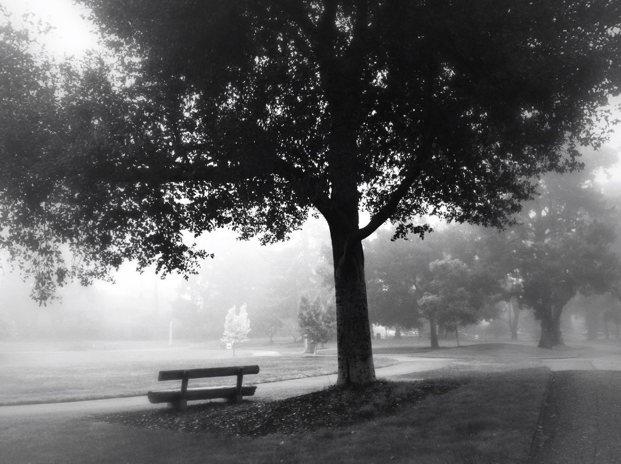 Bench by tree in park