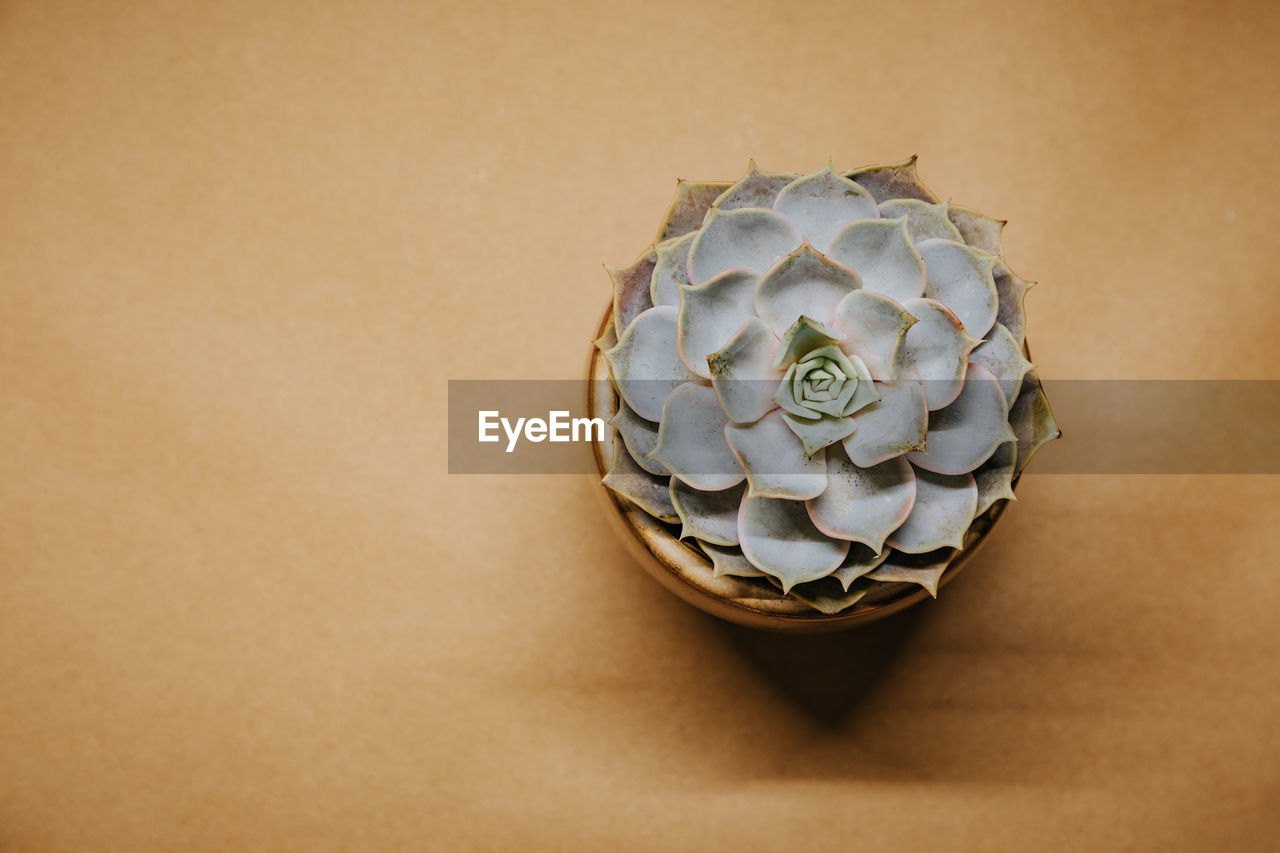 Top down of succulent plants in a pot on a clean brown background