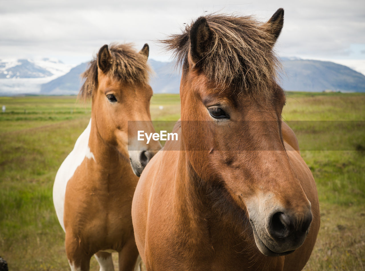 Close-up of horses standing on field