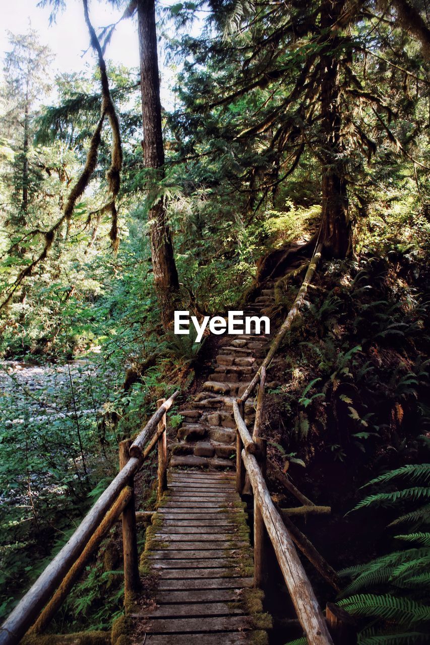 Bridge footpath amidst trees in forest