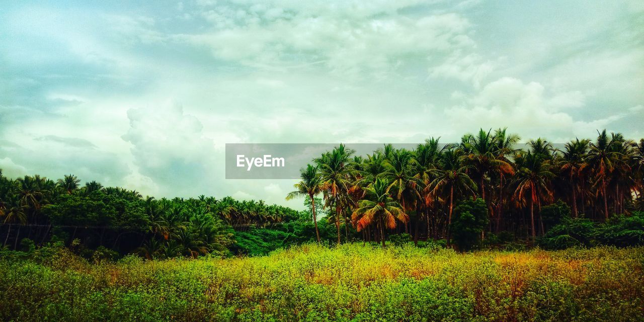 Trees on field against sky