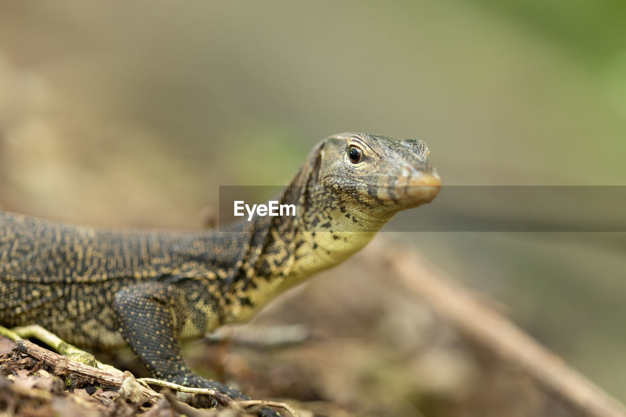 CLOSE-UP OF LIZARD ON ROCK