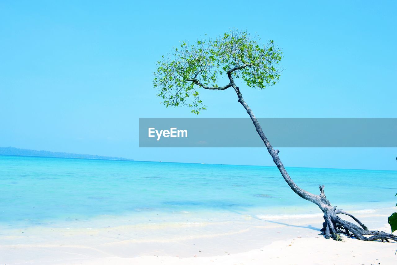 Tree at beach against clear blue sky