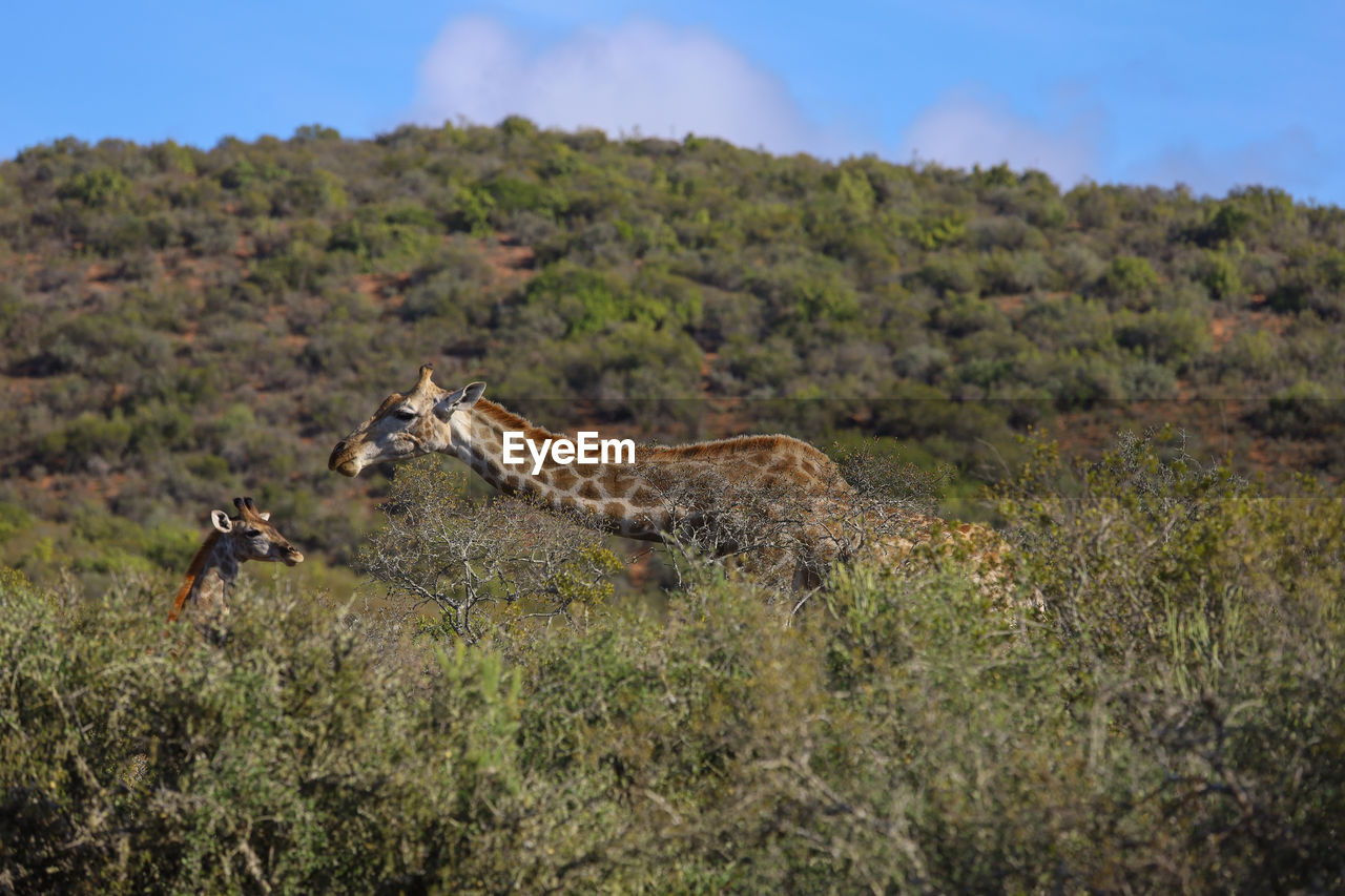 Side view of a giraffe on land