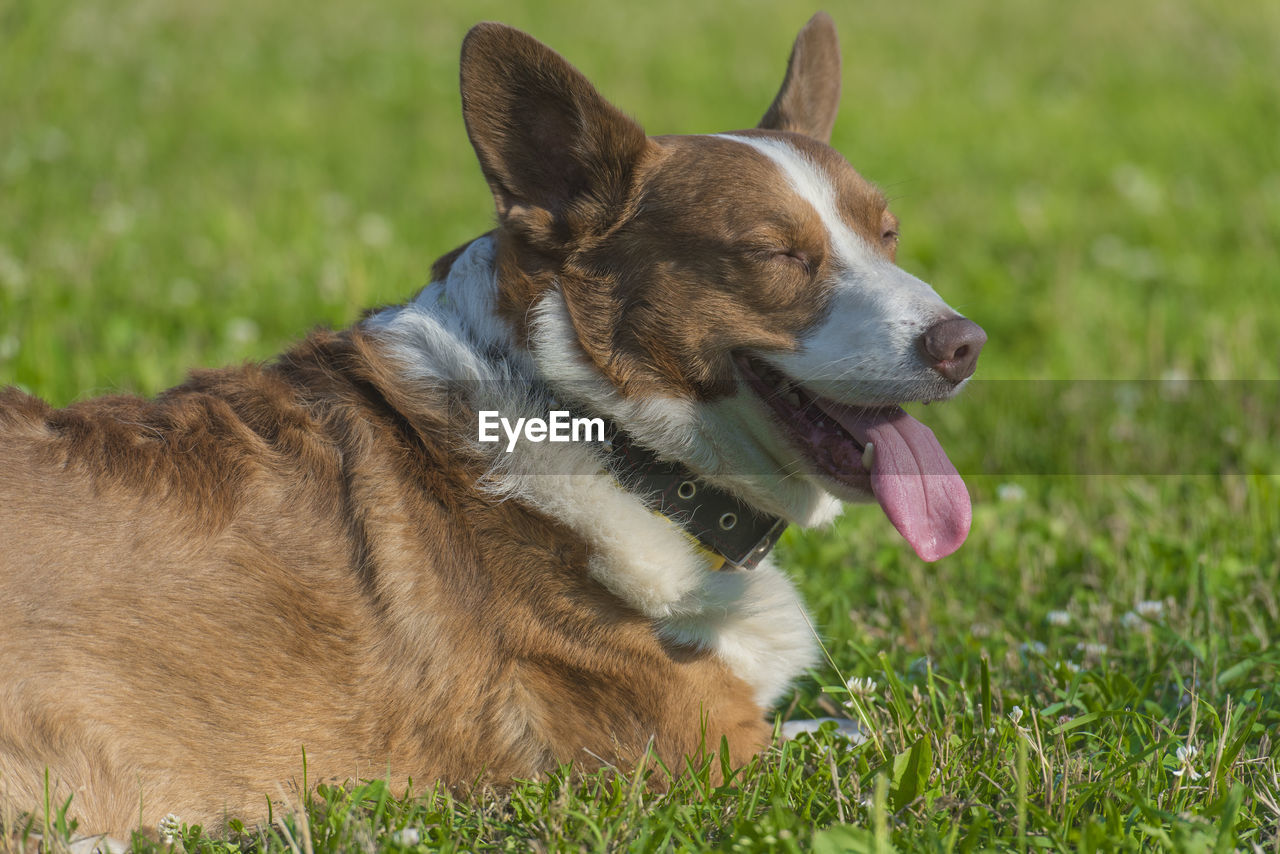 CLOSE-UP OF DOG LOOKING AWAY ON FIELD