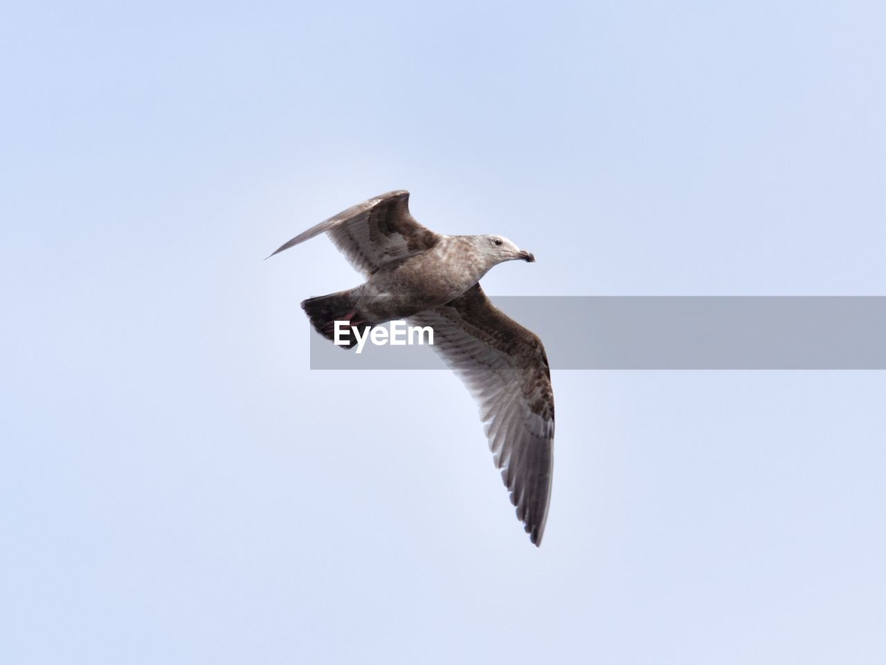 Low angle view of seagull flying