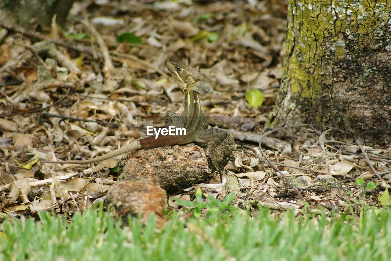 CLOSE-UP OF LIZARD