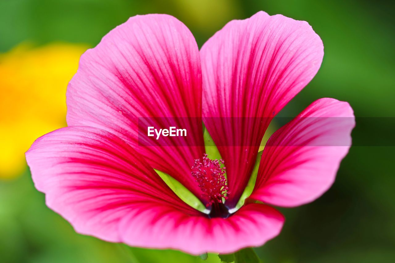 Close-up of pink flower