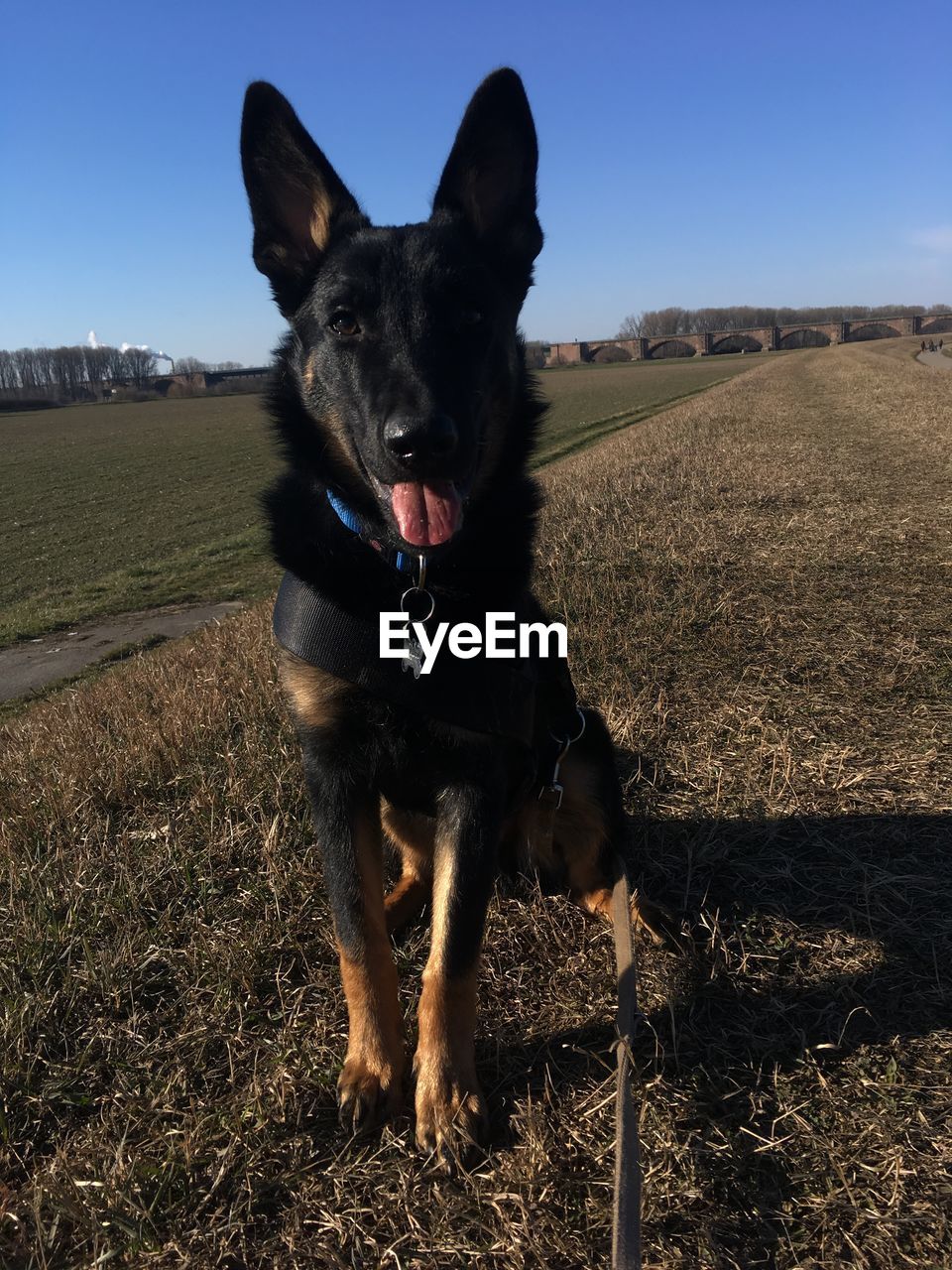 Portrait of dog on field