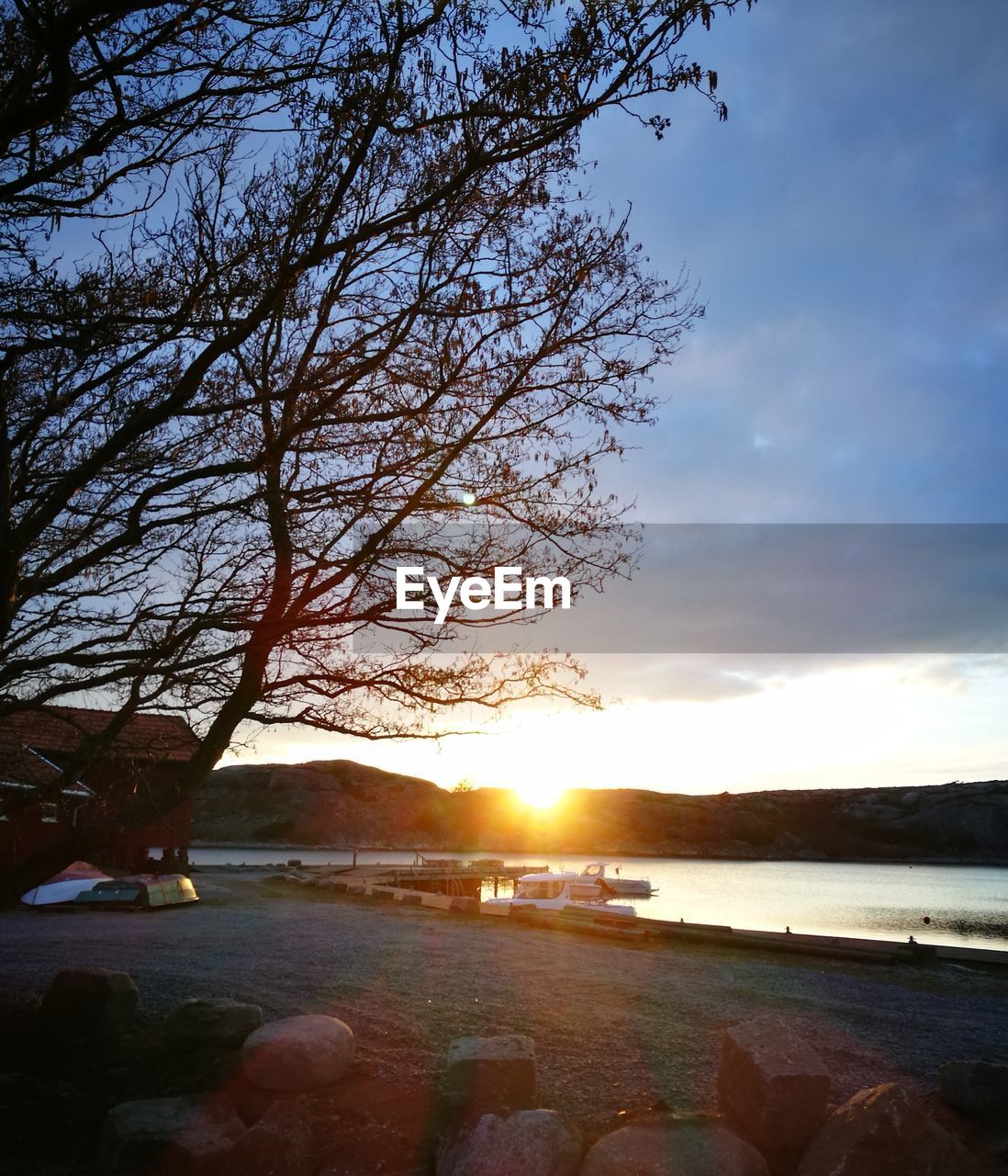 SCENIC VIEW OF TREE AGAINST SKY