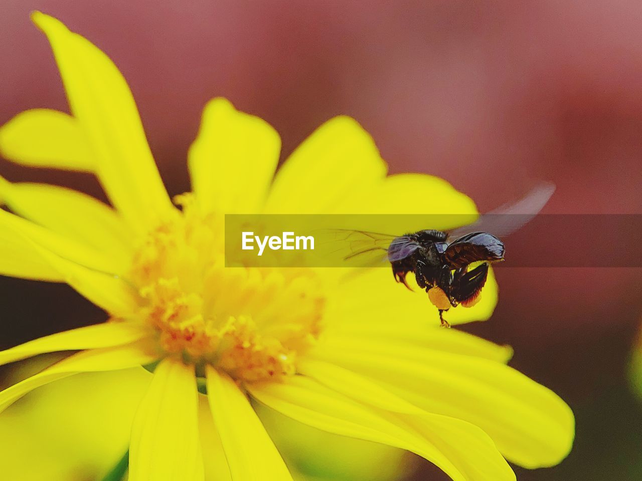 CLOSE-UP OF HONEY BEE POLLINATING ON YELLOW FLOWER