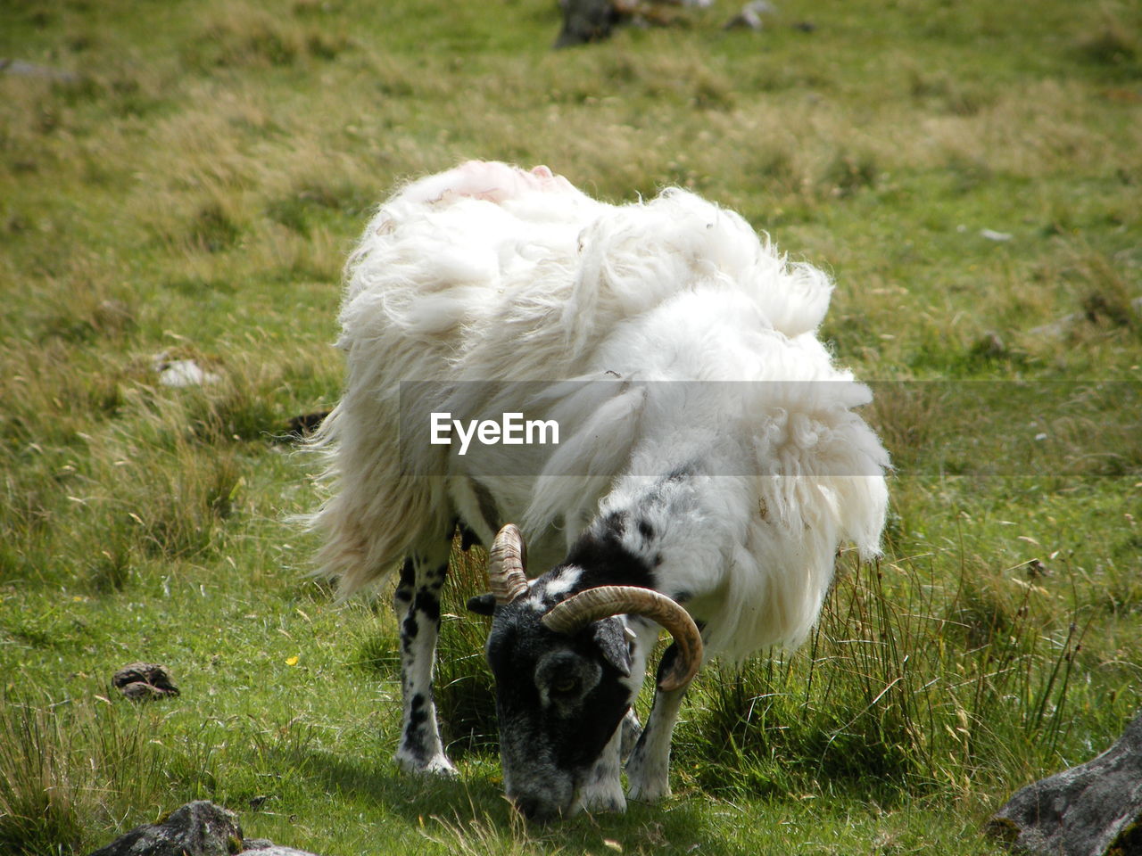 CLOSE-UP OF DOG ON GRASS