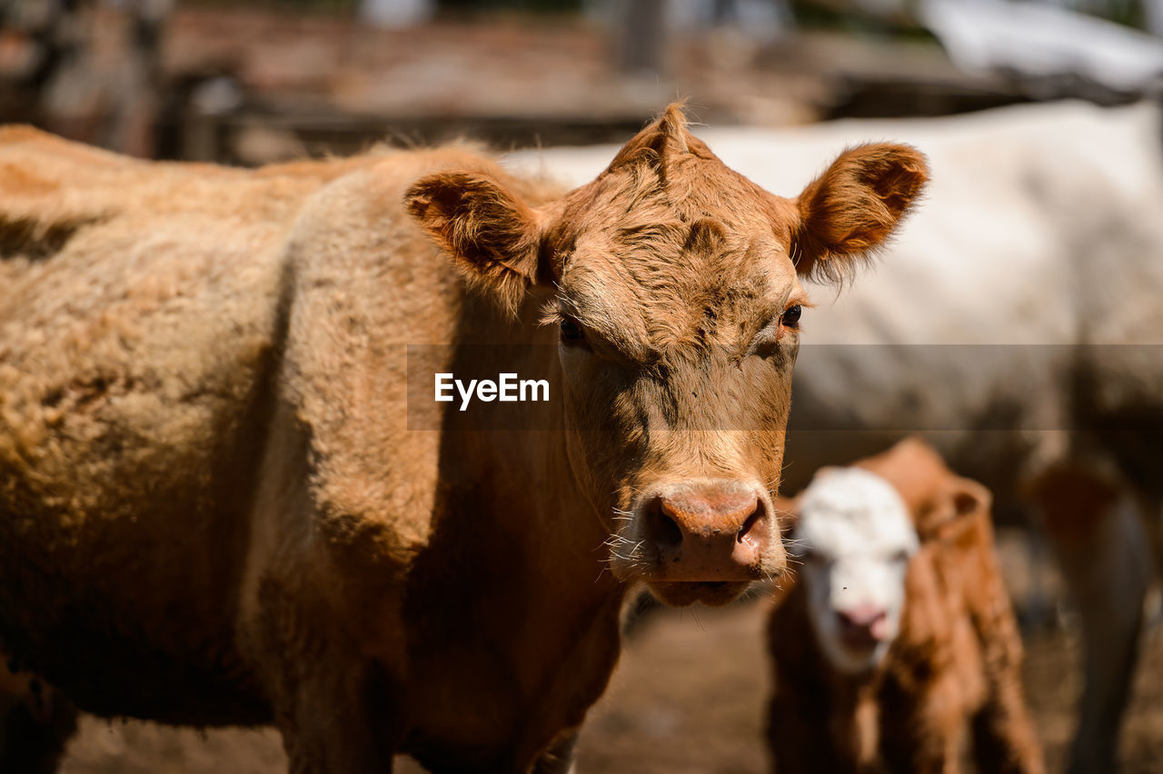 Cows standing in a farm 