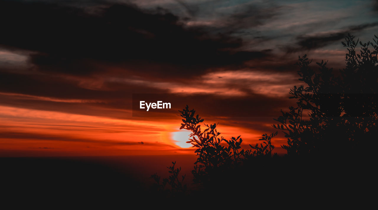 SILHOUETTE PLANTS AGAINST ORANGE SKY