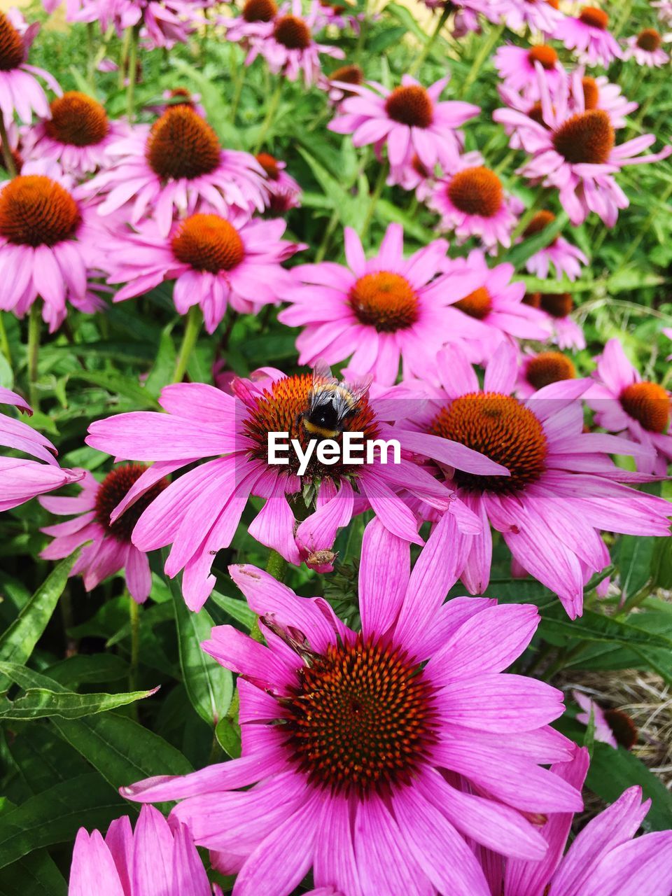 HIGH ANGLE VIEW OF BEE ON CONEFLOWERS