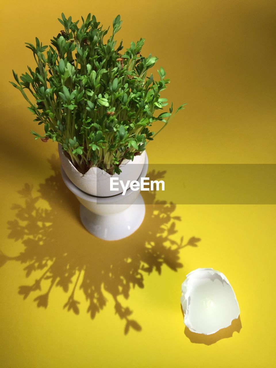 Potted plant on yellow table