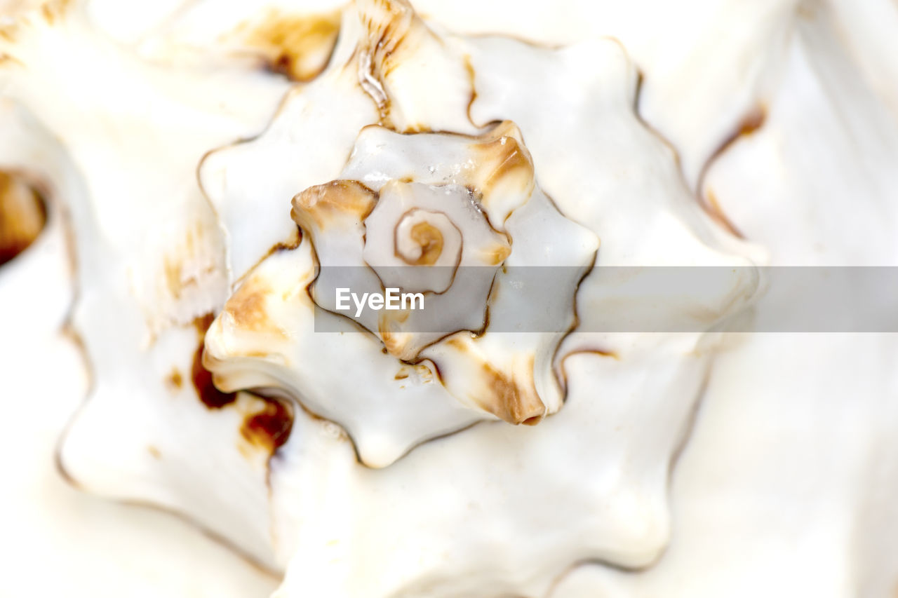 HIGH ANGLE VIEW OF BREAD ON WHITE