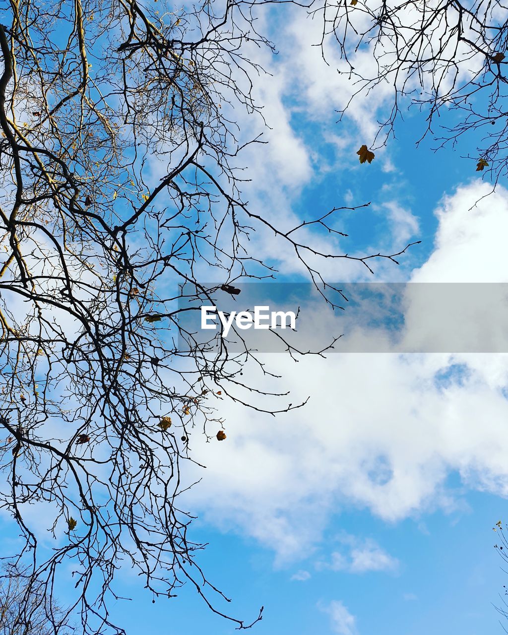 Low angle view of bare tree against blue sky