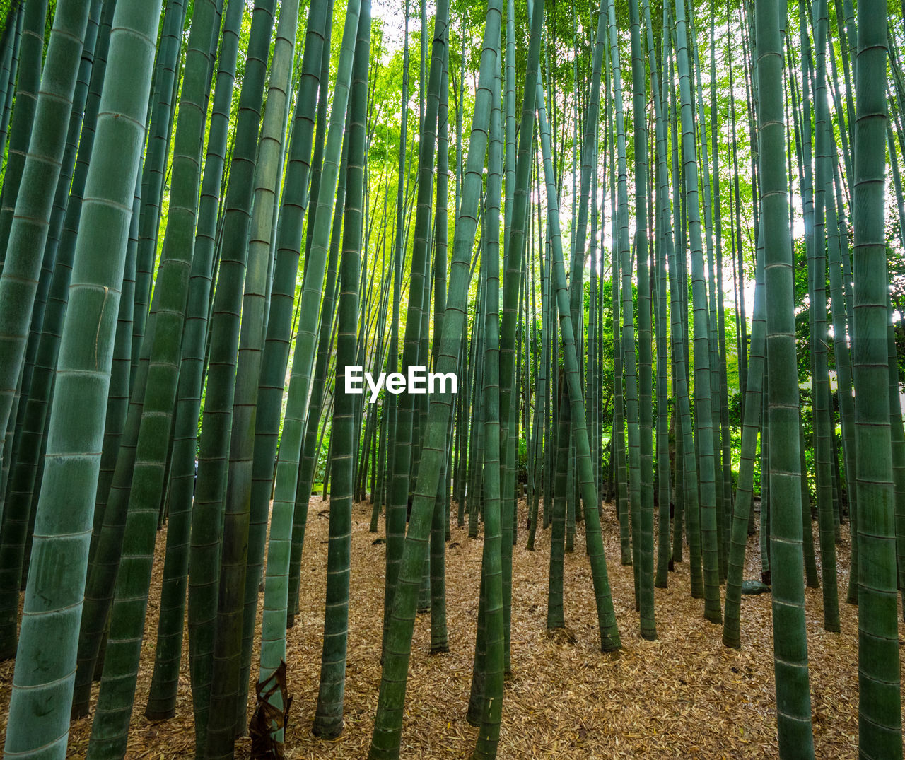 LOW ANGLE VIEW OF BAMBOO TREES AT FOREST