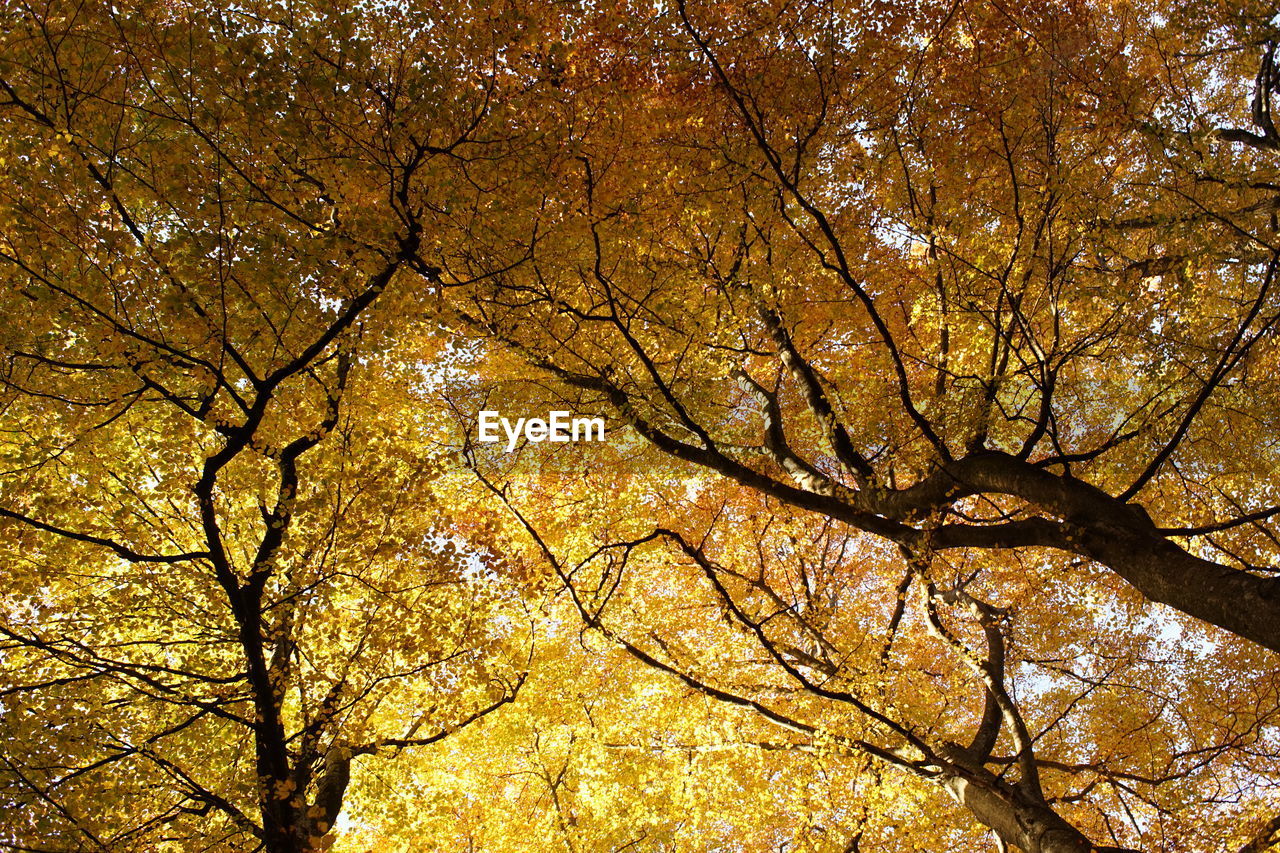 Directly below shot of autumn tree