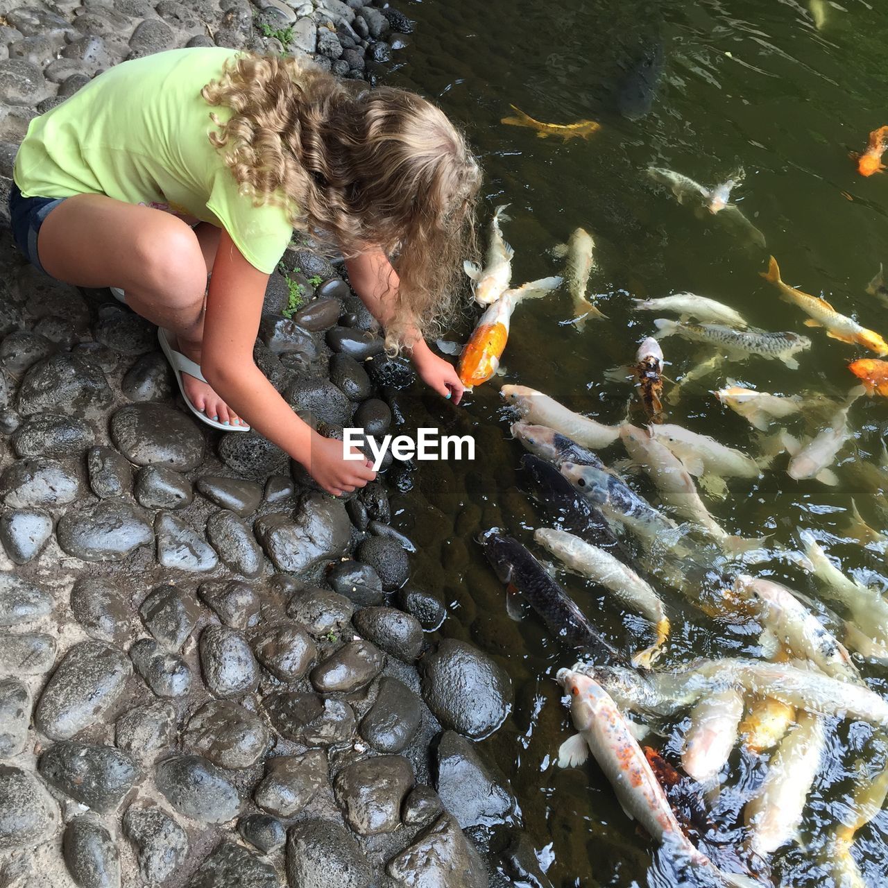 High angle view of girl playing with koi carp in lake