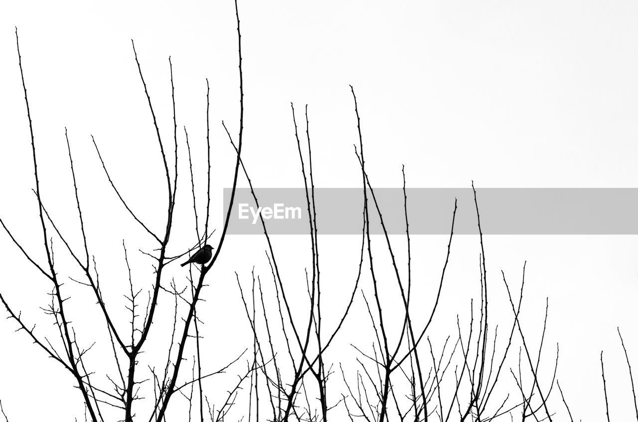 Low angle view of bird perching on bare tree against clear sky