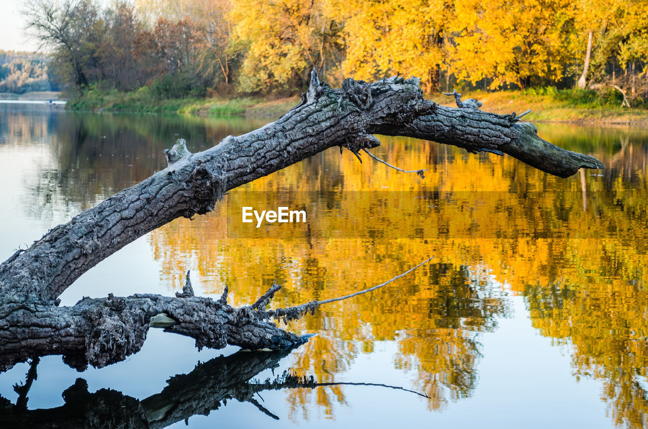 tree, reflection, water, plant, autumn, lake, nature, branch, leaf, beauty in nature, tranquility, scenics - nature, forest, no people, tranquil scene, plant part, yellow, day, land, tree trunk, trunk, non-urban scene, outdoors, landscape, environment, wood, idyllic, standing water, sky, travel destinations, falling, woodland, wilderness