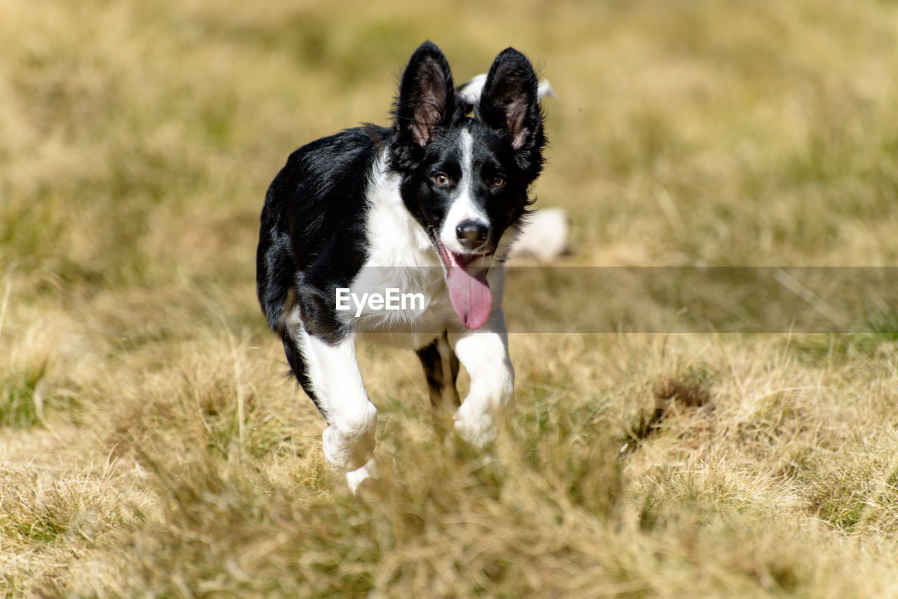 VIEW OF DOG RUNNING IN FIELD