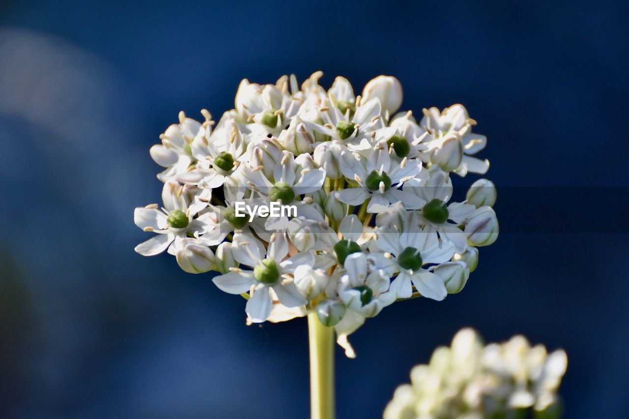 Close-up of white flowering plant against blue background