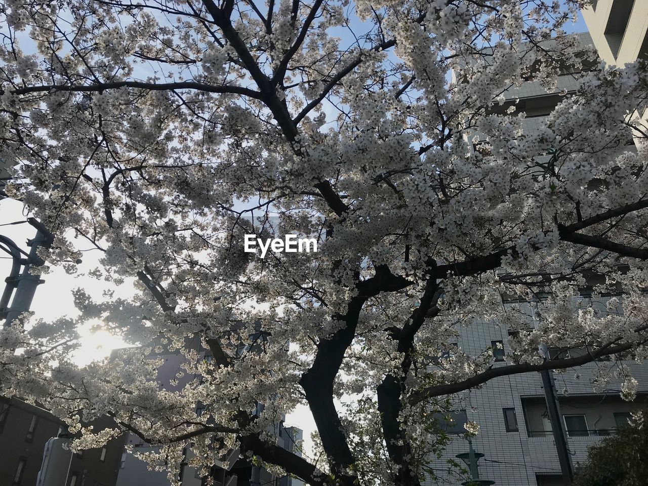 LOW ANGLE VIEW OF CHERRY BLOSSOM TREE AMIDST BUILDINGS