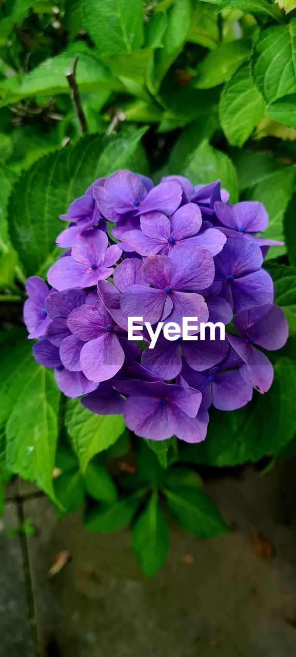 plant, flower, flowering plant, freshness, purple, beauty in nature, plant part, leaf, close-up, growth, nature, petal, fragility, inflorescence, flower head, no people, hydrangea, springtime, green, high angle view, outdoors, day, botany, blossom, focus on foreground