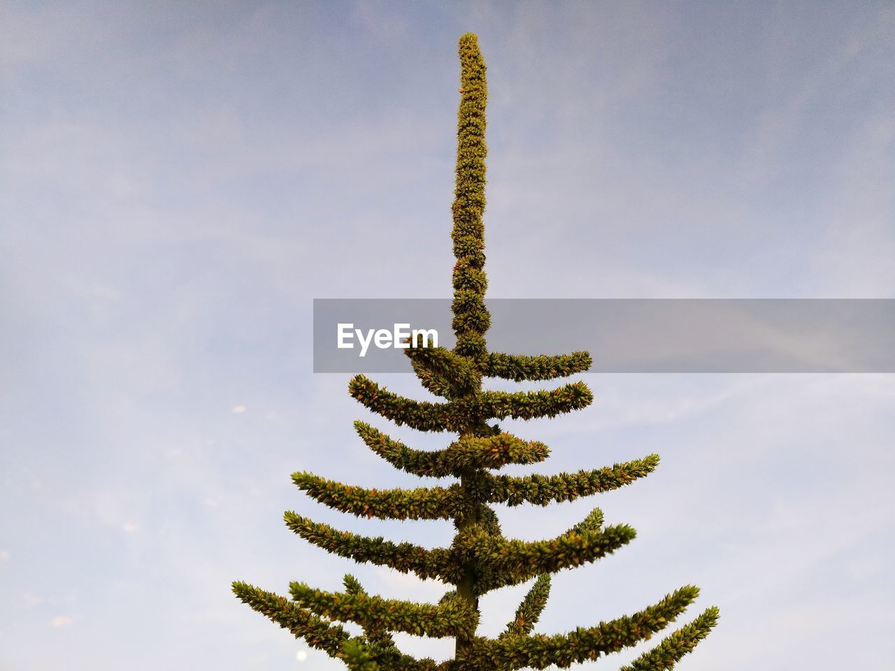 Low angle view of plant against sky