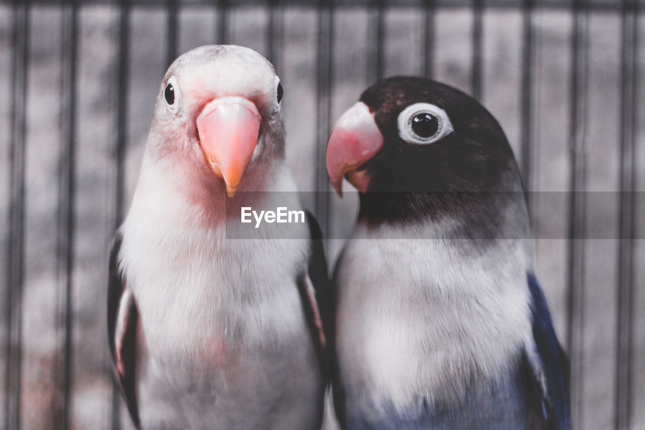 Close-up of birds perching outdoors