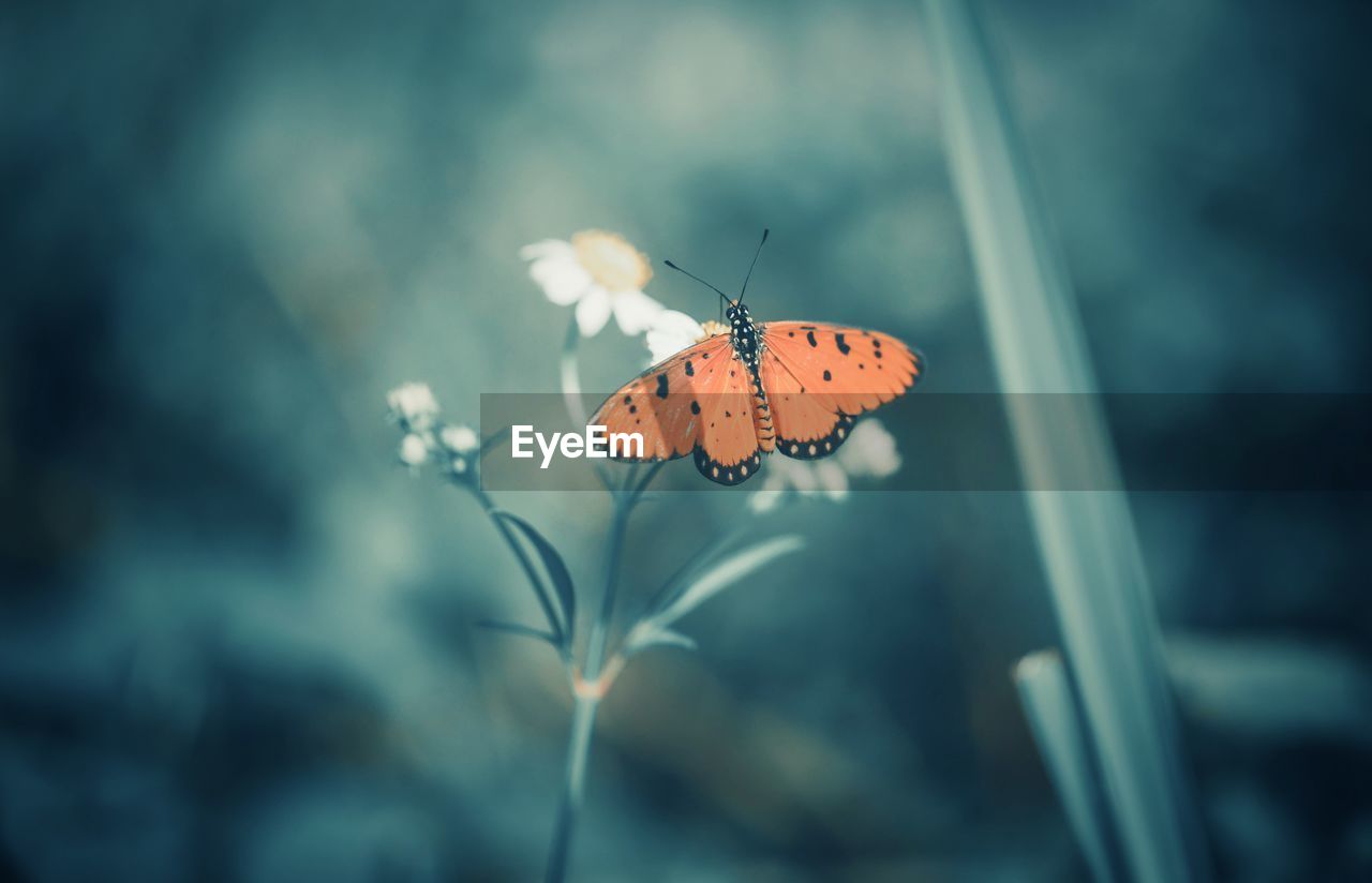 Close-up of butterfly pollinating on flower