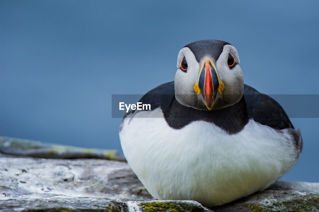 Close-up of puffin on rock by lake