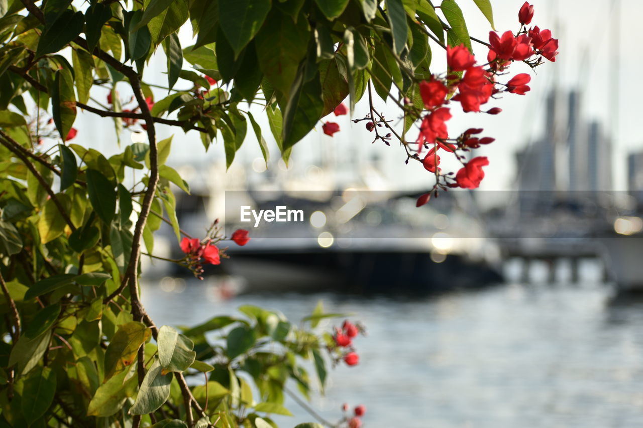 Close-up of red flowers on tree