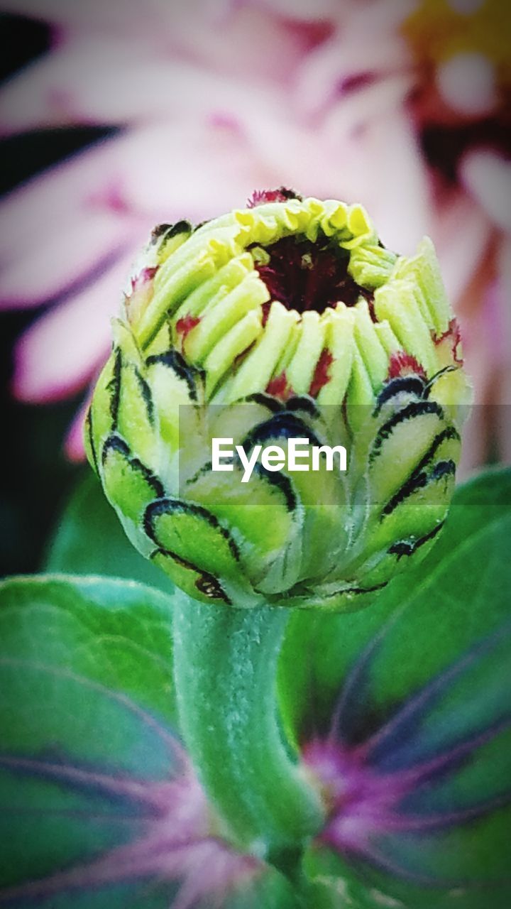 CLOSE-UP OF GREEN FLOWER