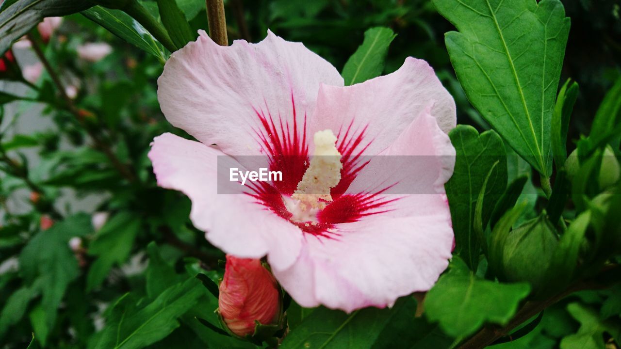 CLOSE-UP OF PINK FLOWERS