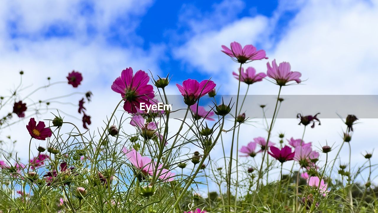 plant, flower, flowering plant, freshness, beauty in nature, nature, garden cosmos, sky, pink, meadow, field, cloud, blossom, growth, fragility, no people, petal, flower head, close-up, landscape, grass, springtime, inflorescence, wildflower, outdoors, environment, land, multi colored, summer, purple, plain, day, blue, focus on foreground, cosmos, tranquility, sunlight, grassland, botany, flowerbed, vibrant color, scenics - nature