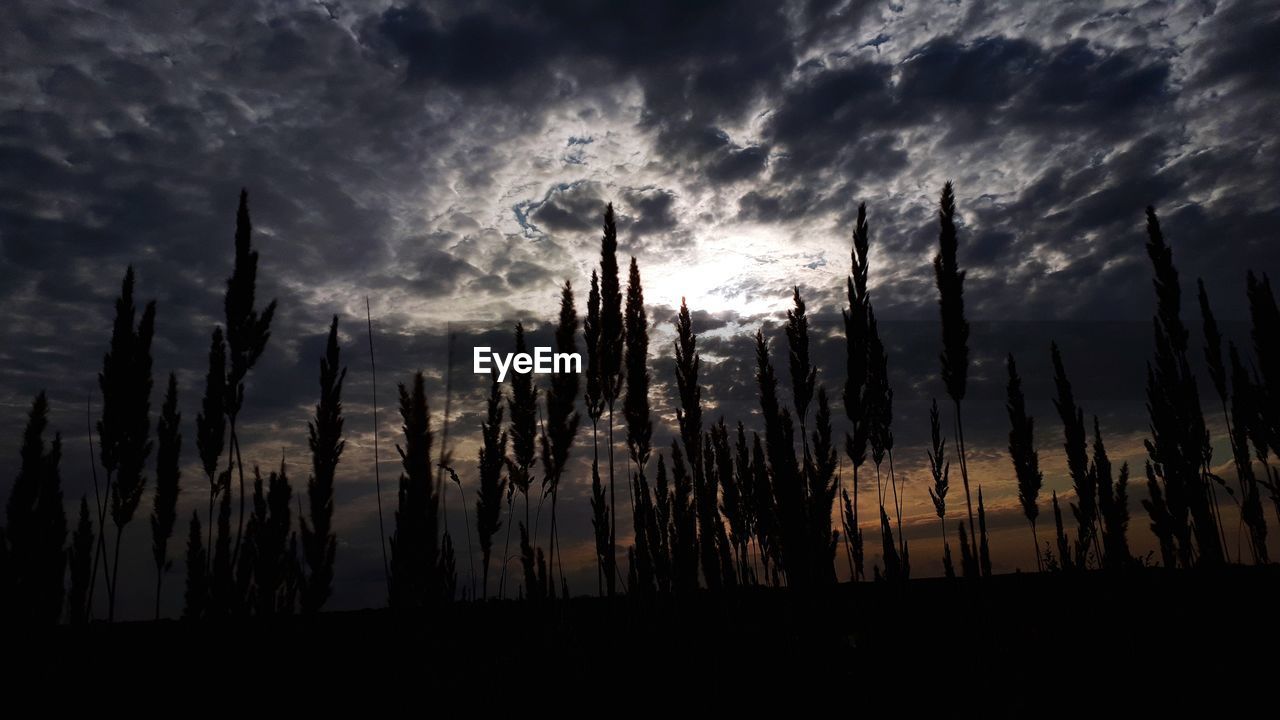 PANORAMIC SHOT OF SILHOUETTE PLANTS ON FIELD AGAINST SKY