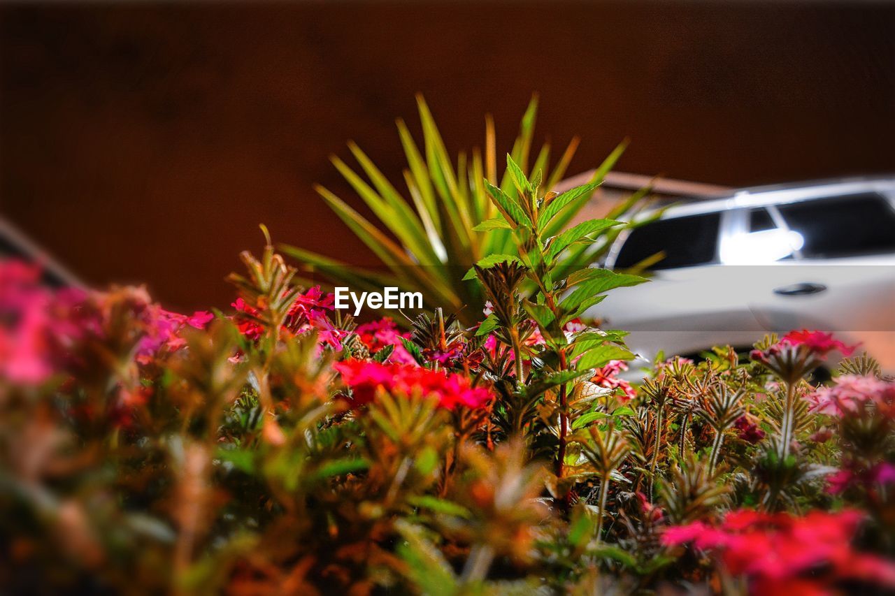 Close-up of plants against sky during sunset