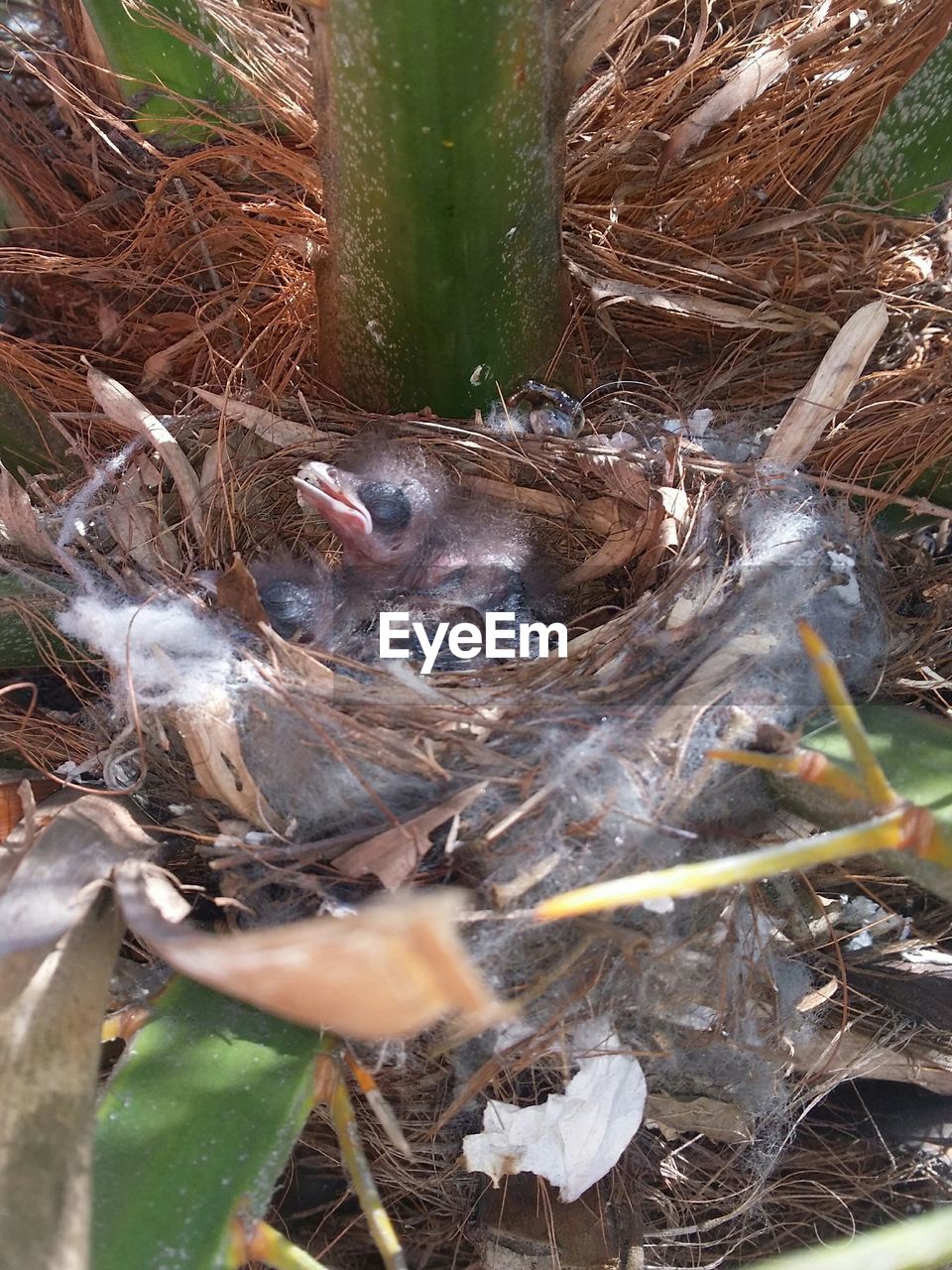 High angle view of bird in nest