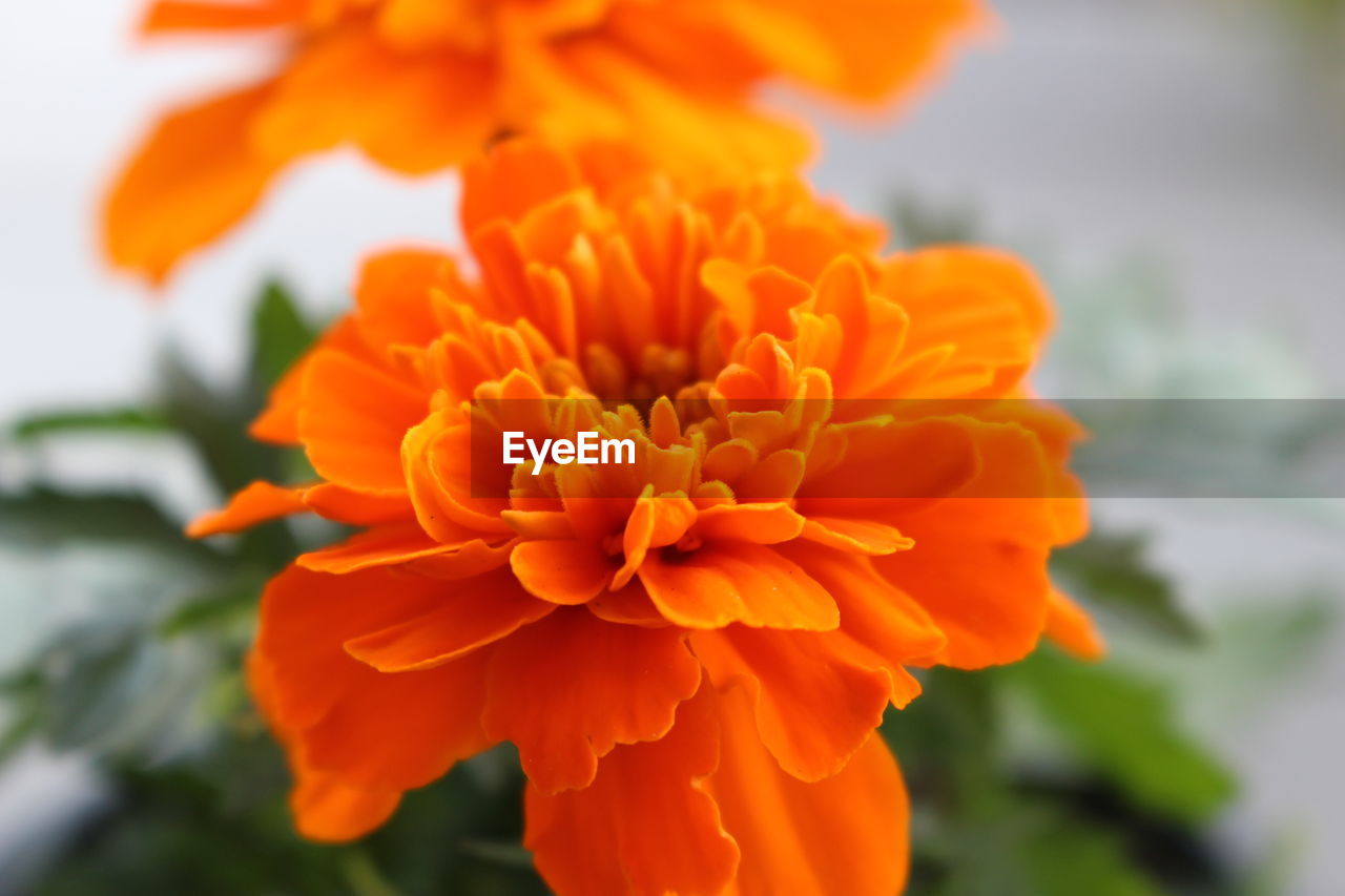 Close-up of marigold blooming outdoors