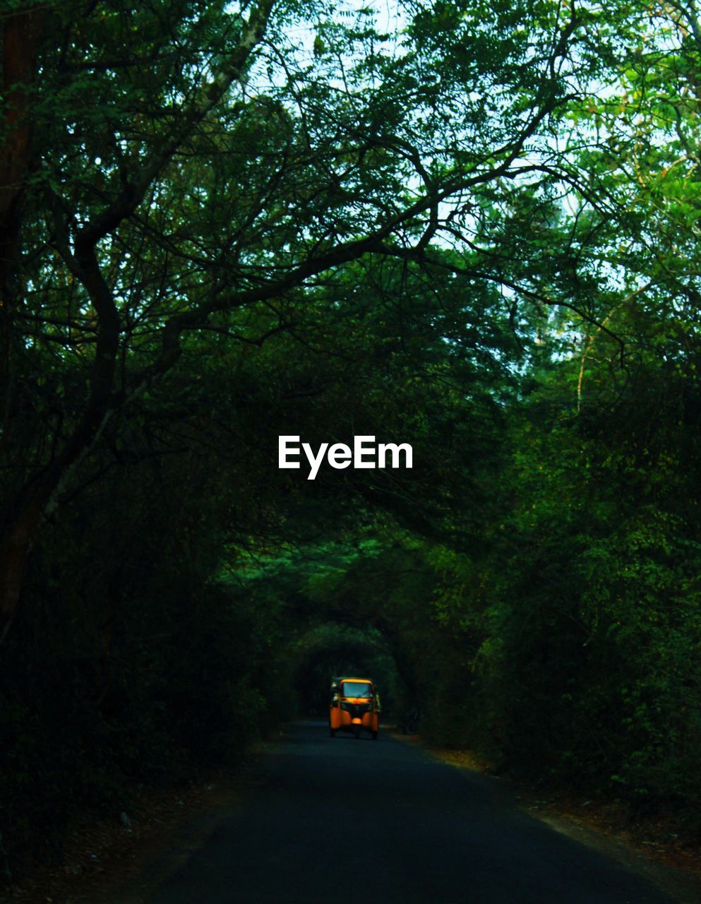 CAR ON ROAD AMIDST TREES