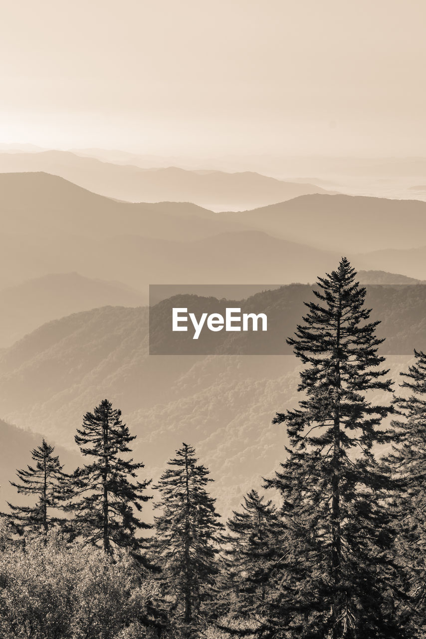 Pine trees on mountains against sky