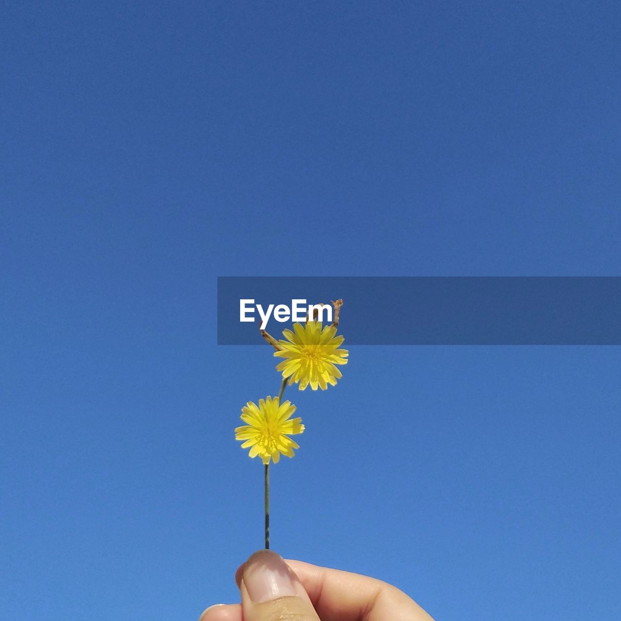 flower, flowering plant, hand, yellow, plant, blue, holding, nature, freshness, fragility, one person, sky, beauty in nature, flower head, clear sky, personal perspective, finger, close-up, inflorescence, petal, dandelion, copy space, day, outdoors, daisy, sunlight, growth, leaf, women, low angle view, sunny